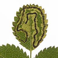 Chromatomyia soldanellae
